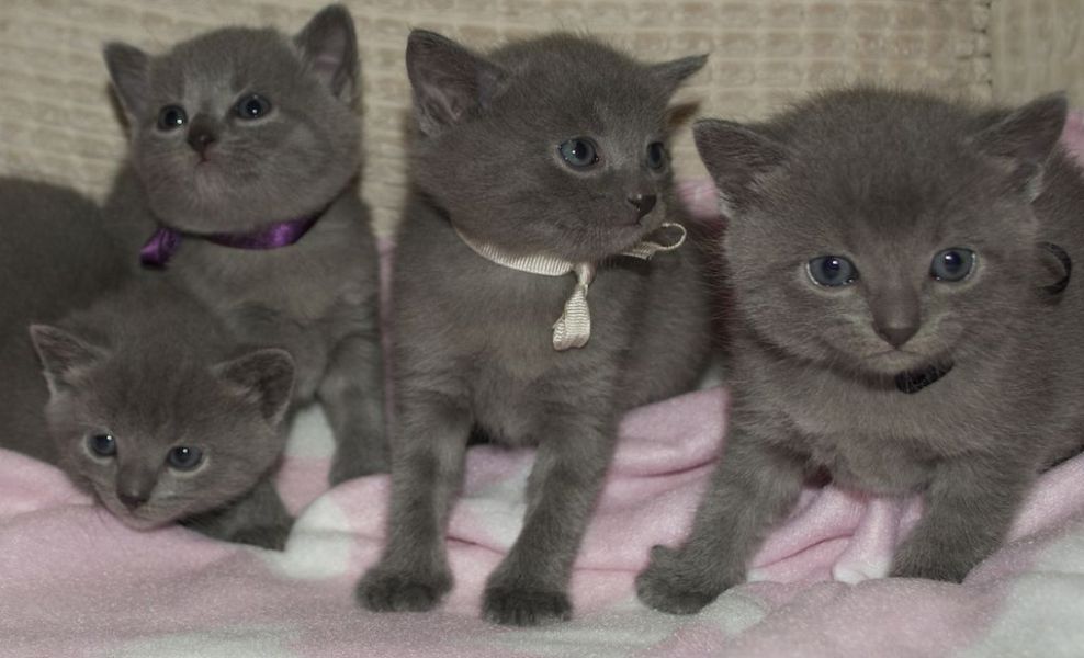 3 gattini certosini per l'adozione