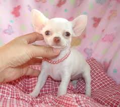 REGALO - URGENTE : Tre Cuccioli CHIHUAHUA MINI