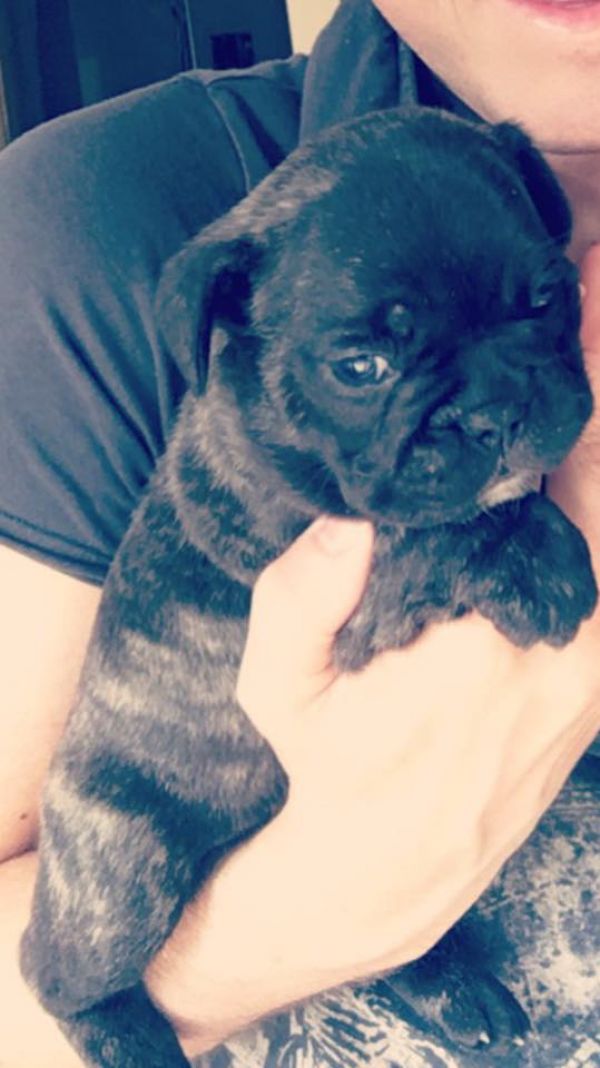 Molto bella e sani cuccioli di bulldog francese per adozione  
