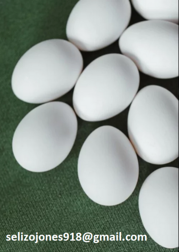 Uova fertili di pappagallo e uova di uccelli fertili in vendita