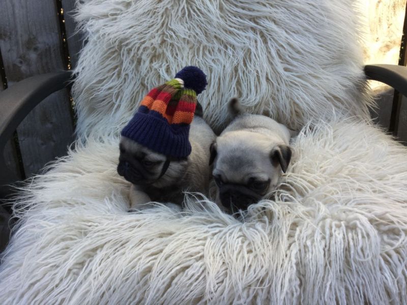 Bellissimi cuccioli carlino