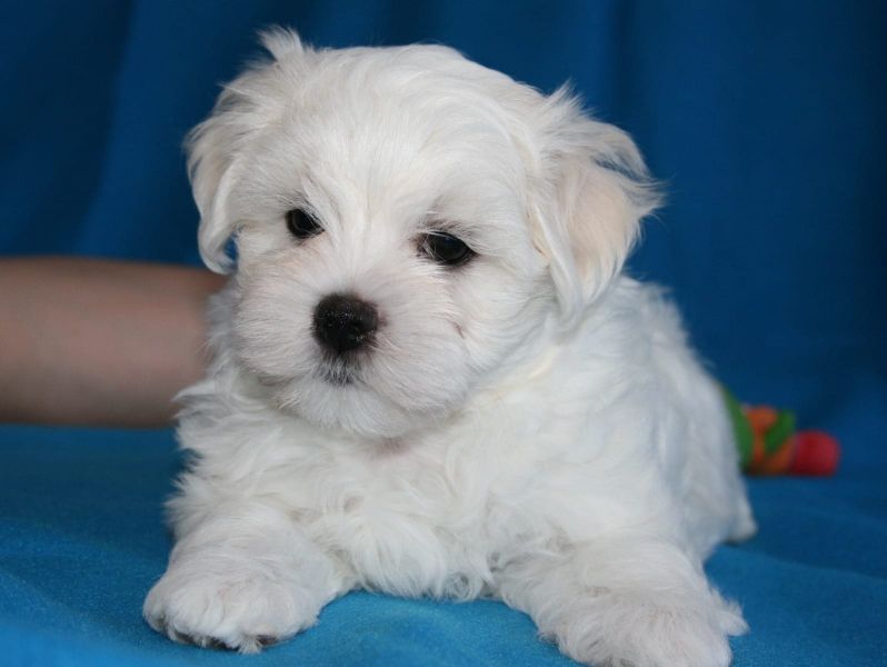 Molto bella e sani cuccioli di micro maltese per adozione maschi e femmine disponibili (gratis)