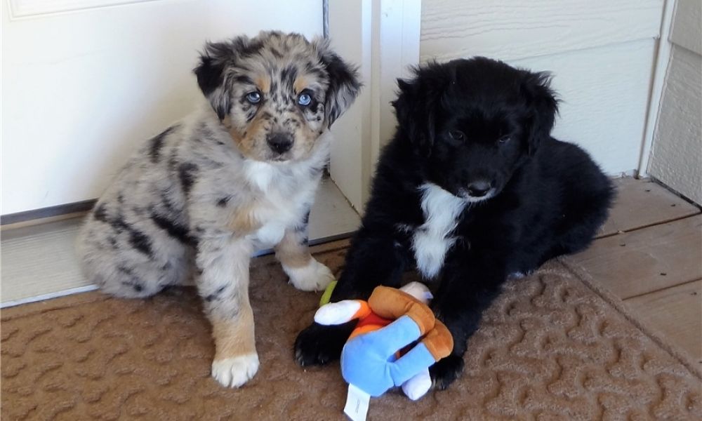 Regalo Cucciolo di Pastore australiano in pronta consegna