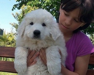 Cuccioli pastore maremmano abruzzese
