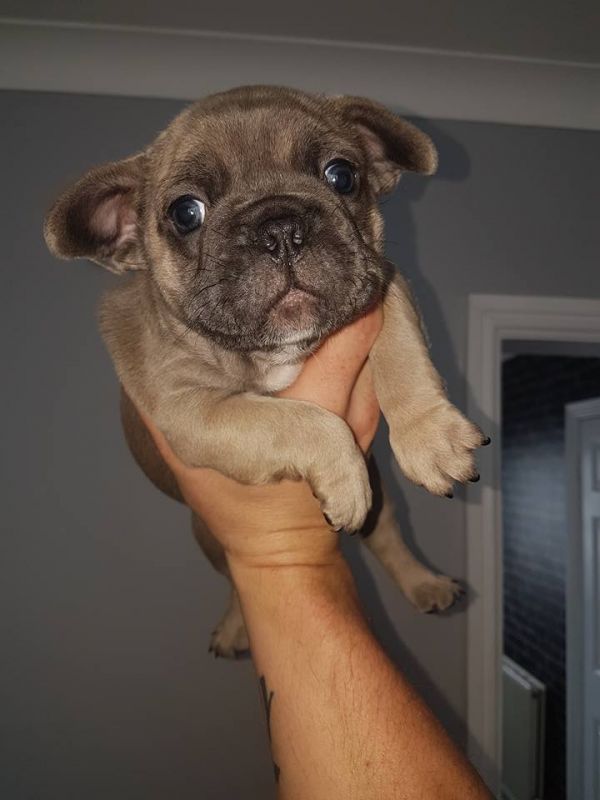 Sani maschio e femmina cuccioli di bulldog francese per adozione napoli