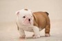 Cuccioli Pedigree Bulldog inglese  Cuccioli Pedigree Bulldog inglese