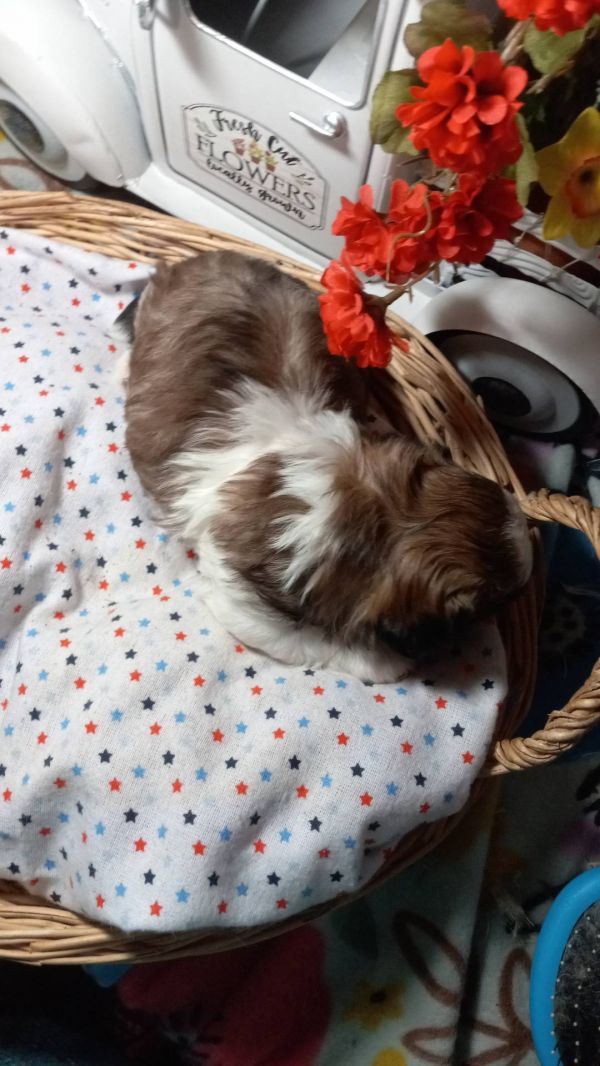   Regalo cuccioli di shitzu E-MAIL  (marieiris783@gmail.com) Grazi