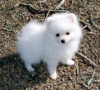  REGALO CUCCIOLI DI VOLPINO POMERANIA CON PEDIGREE Regalo cuccioli di volpino Pomerania con pedigree