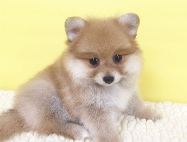 Regalo Cuccioli di volpino di pomerania