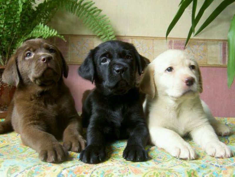   cuccioli di labrador  per adozione ( regalo  )