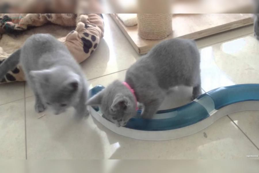 British shorthair (femmina)