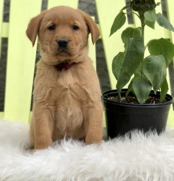 Golden retriever cuccioli introvabili cuccioli di Golden retriever intelligenti e dolcissimi attacca
