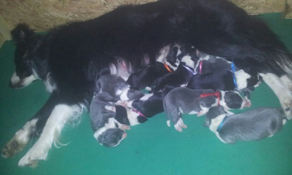 Cuccioli di border collie con pedigree