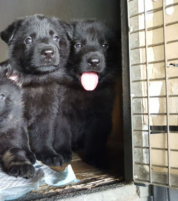 Regalo Pastore tedeco cuccioli, i cuccioli verranno Dato dopo 90 giorni dalla nascita, provvisti di: