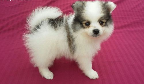 Regalo Volpino Pomerania cuccioli