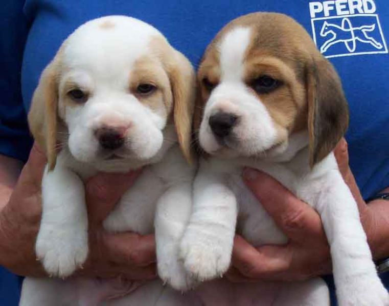 Stupendi cuccioli di Beagle maschi che femmine