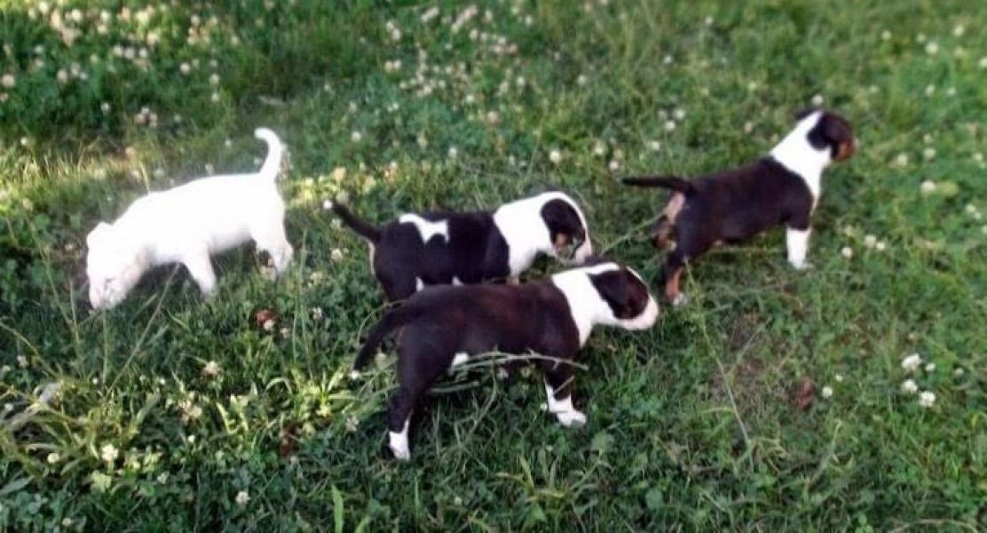 Cuccioli di miniature bull terrier per adozione ( maschio e femmina )