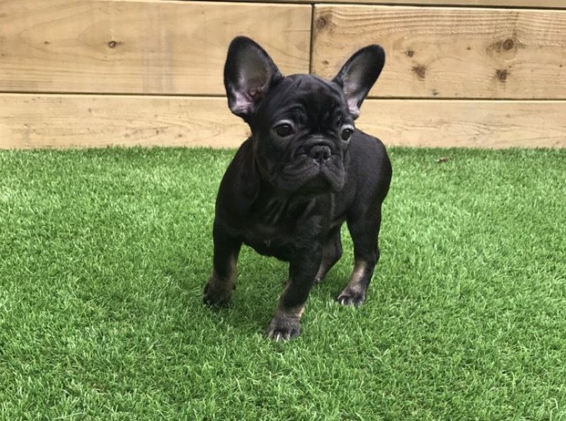 Regalo CUCCIOLI DI BULLDOG FRANCES Disponibili cuccioli di Bulldog  maschi e femmine. I nostri cucci
