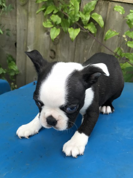 REGALO Cuccioli Boston terrier