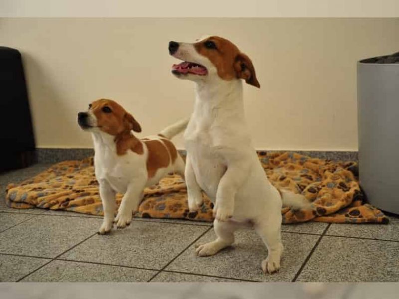 Regalo Jack Russell Terrier