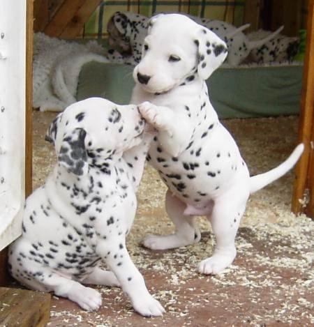  cuccioli di dalmata per adozione per adozione ( maschio e femmina )