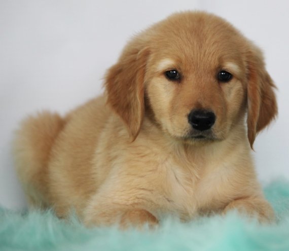 Cuccioli di golden retriever