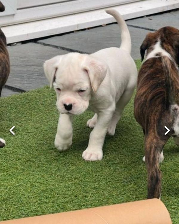 Regalo adorabili cuccioli Boxer femminucce e maschietti disponibili
