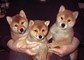 Cuccioli di shiba inu maschio e femmina