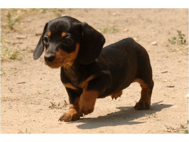 Adorabili cuccioli di Bassotto femminucce e maschietti disponibili per l'adozione