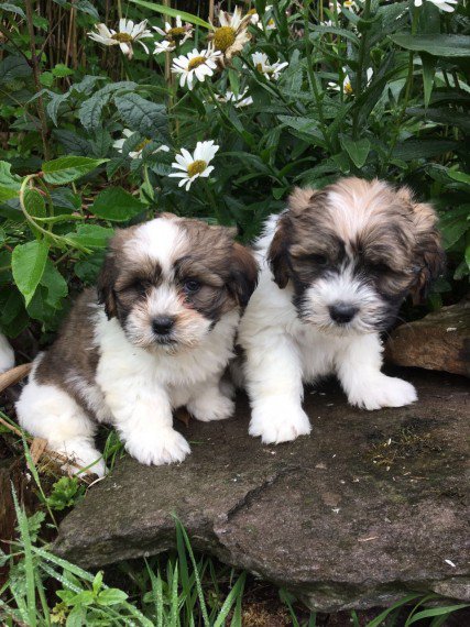 Regalo Shih tzu tutti miei nati in casa da genitori sempre di mia propriet� e tranquillamente visibi