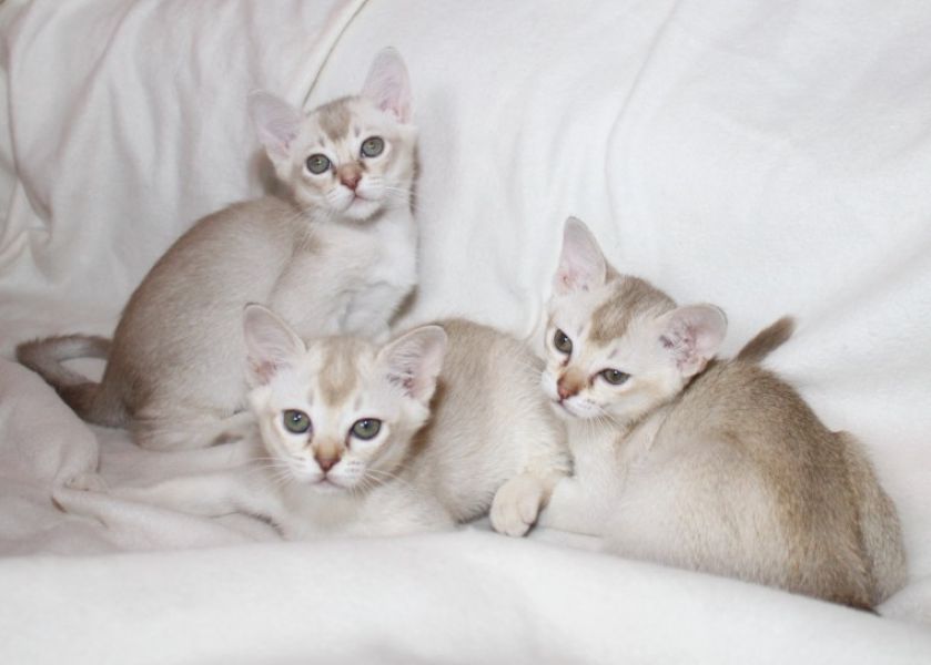 Adorabili gattini burmilla in regalo