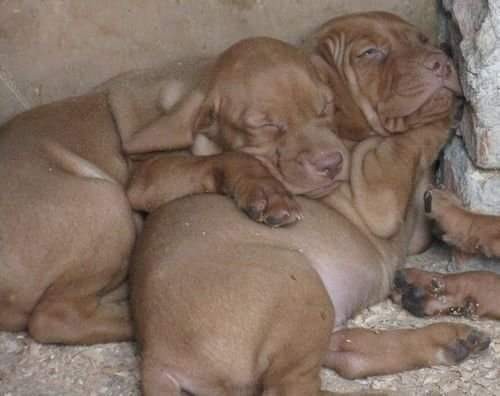 Bracchi ungheresi vizsla