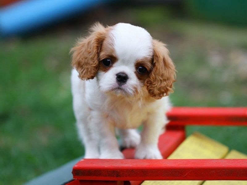  regalo cuccioli di cavalier king charles spaniel  disponibili per l'adozione