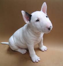 Adorabili cuccioli di bull terrier femminucce e maschietti disponibili per l'adozione