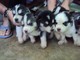 Cuccioli di pura razza di siberian husky E.N.C.I  Cuccioli di pura razza di siberian husky E.N.C.I..