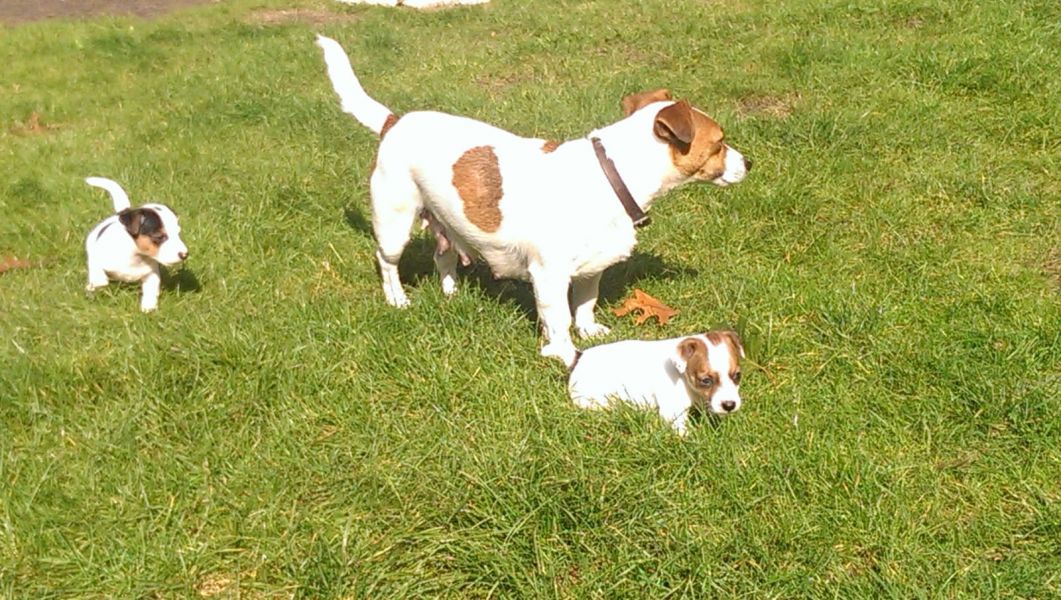 Adorabili cuccioli di jack russel a Regalo