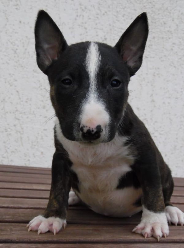 Molto bella e sani cuccioli di miniature bull terrier per adozione maschi e femmine disponibili (gra