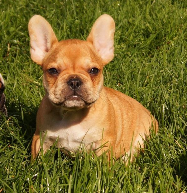 Regalo Bulldog francese