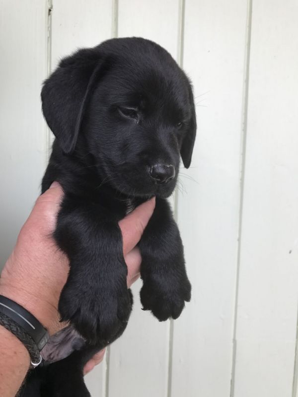 Generoso, intelligente e Adorabili cuccioli di Labrador