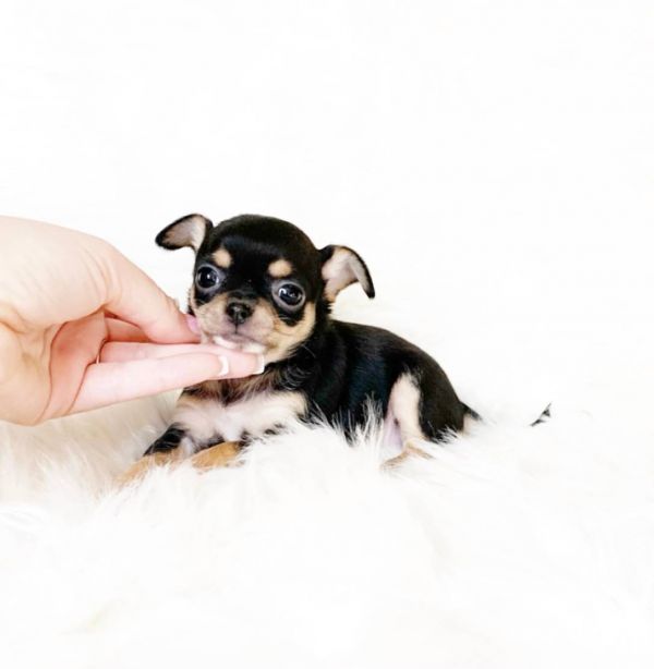   Chihuahua cuccioli introvabili cuccioli di Chihuahua intelligenti e dolcissimi attaccati al padron