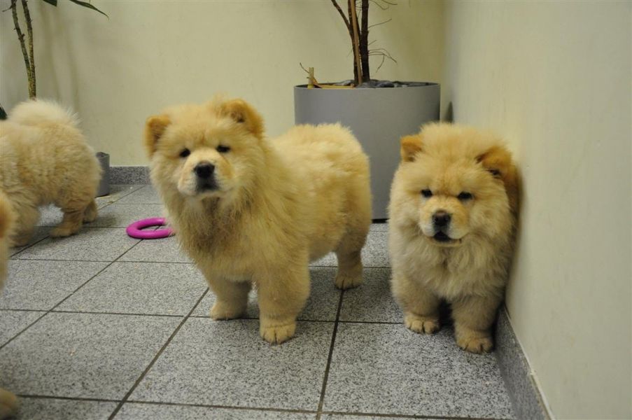  regalo cuccioli di chow chow  disponibili per l'adozione