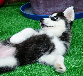 Regalo cuccioli di Siberian Husky