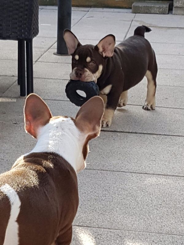Adorabili cuccioli di Bulldog Francese femminucce e maschietti disponibili per l'adozione