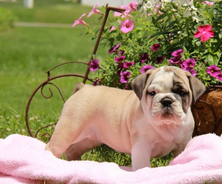  regalo cuccioli di bulldog inglese disponibili per l'adozione