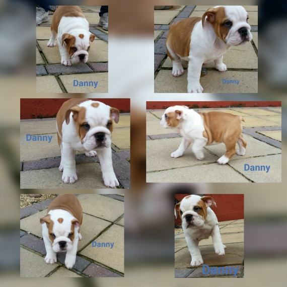 Regalo Bulldog inglese cuccioli disponibili