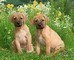 Cucciolata di Rhodesian Ridgeback