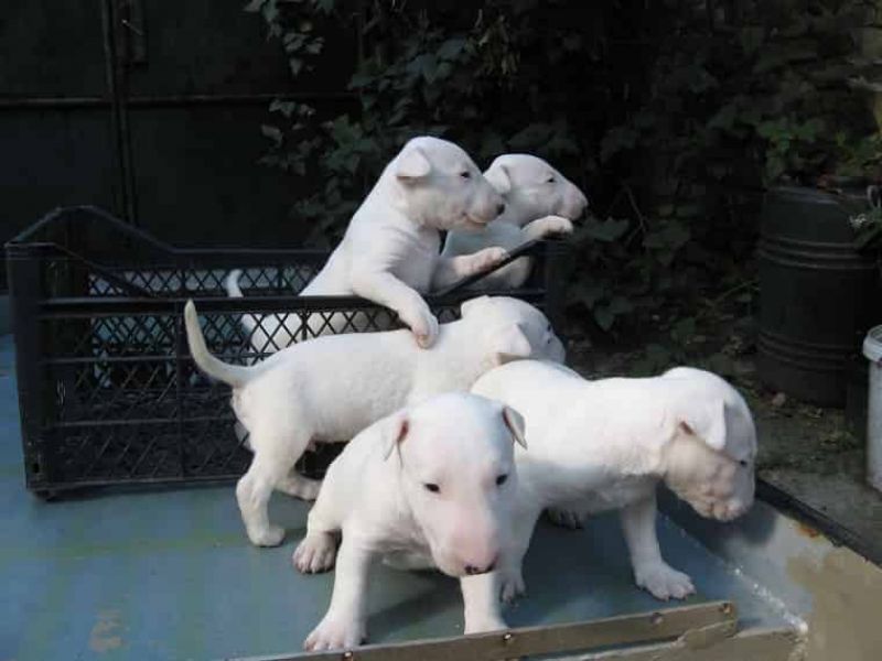 Cuccioli di bull terrier in regalo