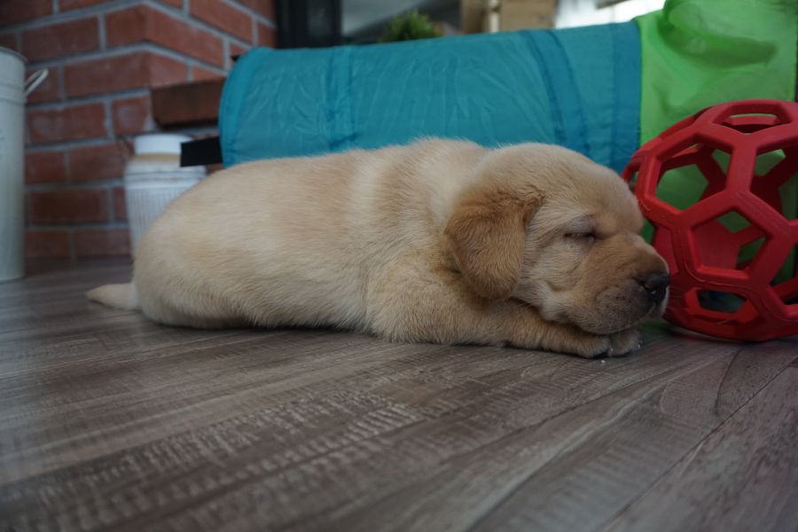 Labrador cuccioli introvabili cuccioli E-MAIL  (marieiris783@gmail.com)