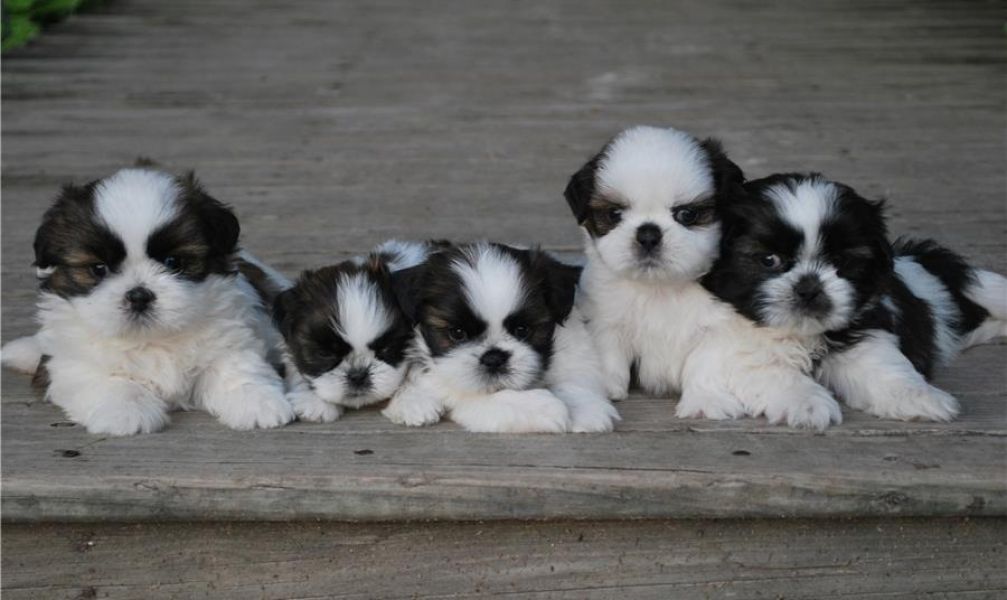 Regalo Bellissimi cuccioli allevati Shih-tzu, colore bianco e nero. Due e una feminuccia Maschietti