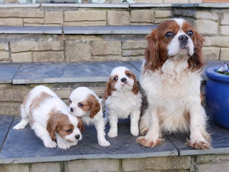 Cavalier King cuccioli introvabili cuccioli di Cavalier King albicoca intelligenti e dolcissimi atta